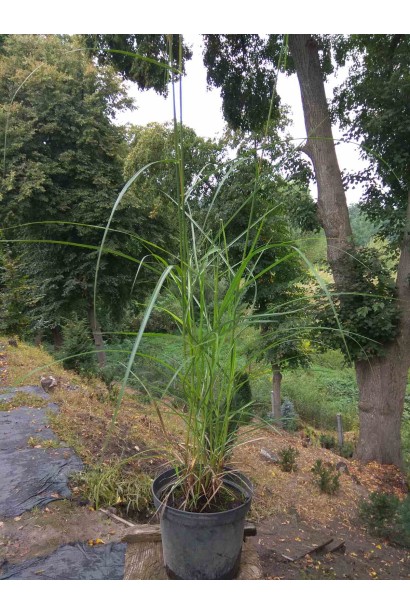 Мискантус китайский Фернер Остен-3л/вис.100-120см/Ø20-30см/3р 